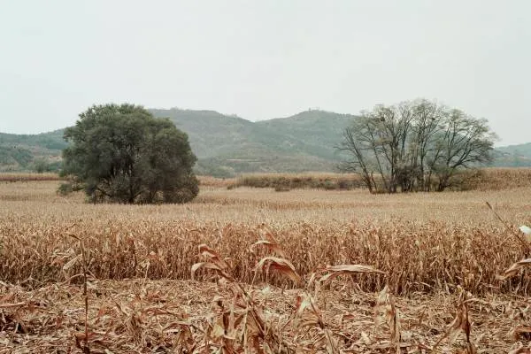 Dry Farm