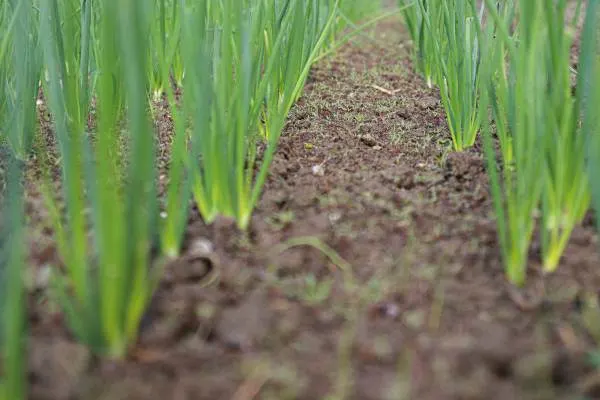 Farm Plantation