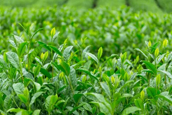 Herbal Farm