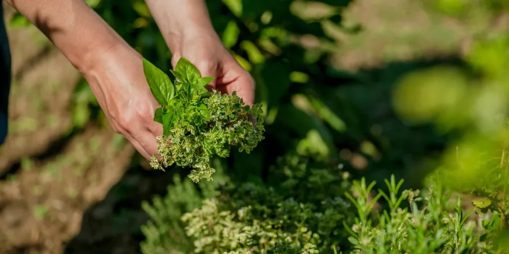 Herbal Farm