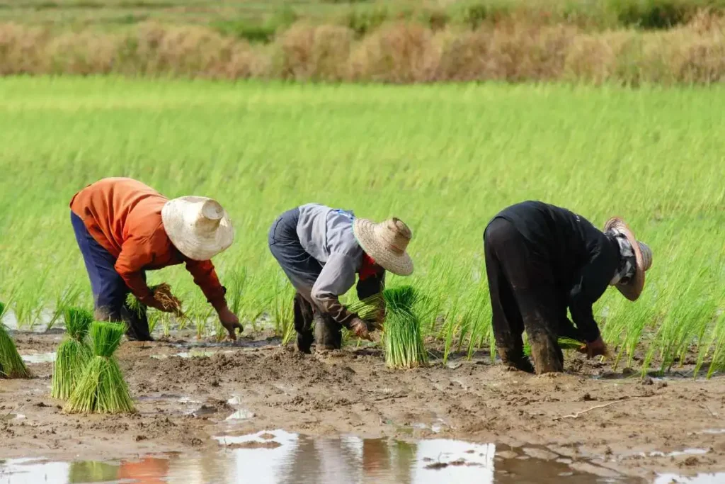 Organic Farming