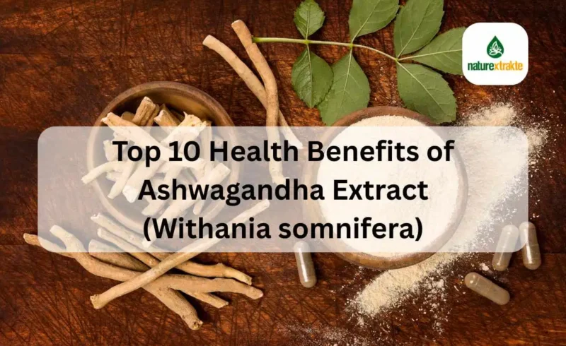 Top 10 Health Benefits of Ashwagandha Extract