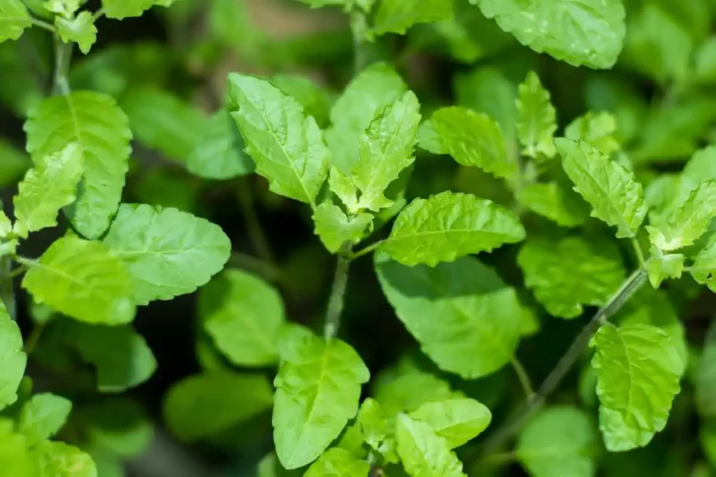 What is Tulsi Extract