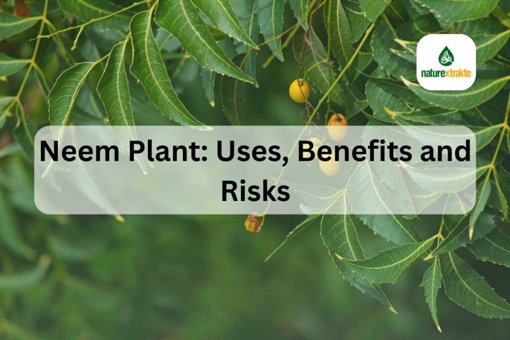 Neem Plant: Uses, Benefits and Risks