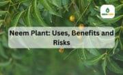 Neem Plant Uses, Benefits and Risks