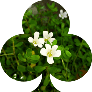 Brahmi