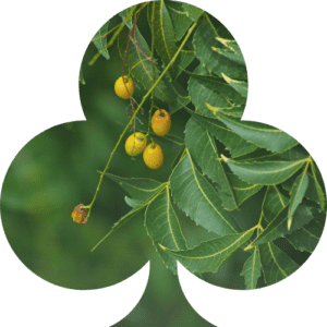 Neem Leaf