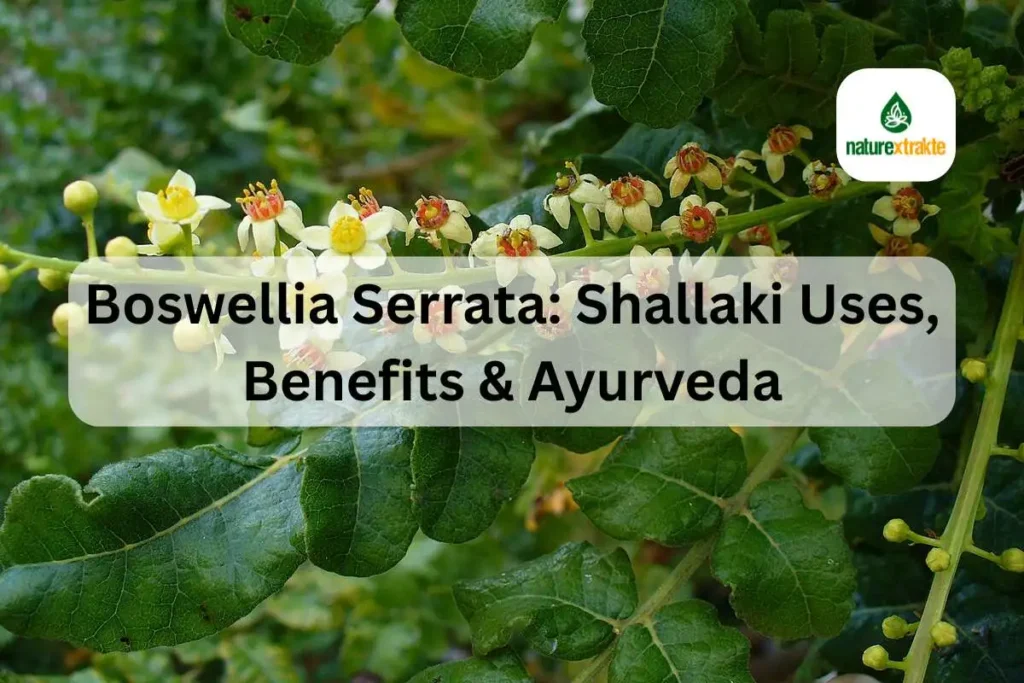 Boswellia Serrata: Shallaki Uses, Benefits & Ayurveda