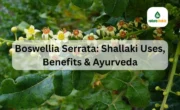 Boswellia Serrata Shallaki Uses, Benefits & Ayurveda