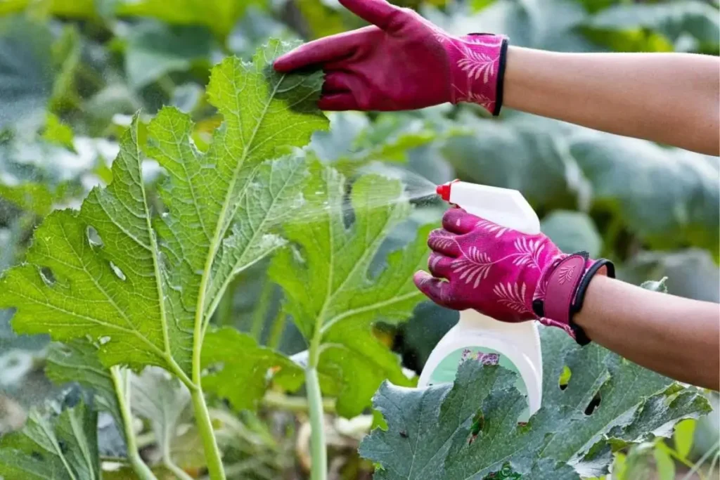 How Does Neem Oil Work on Plants