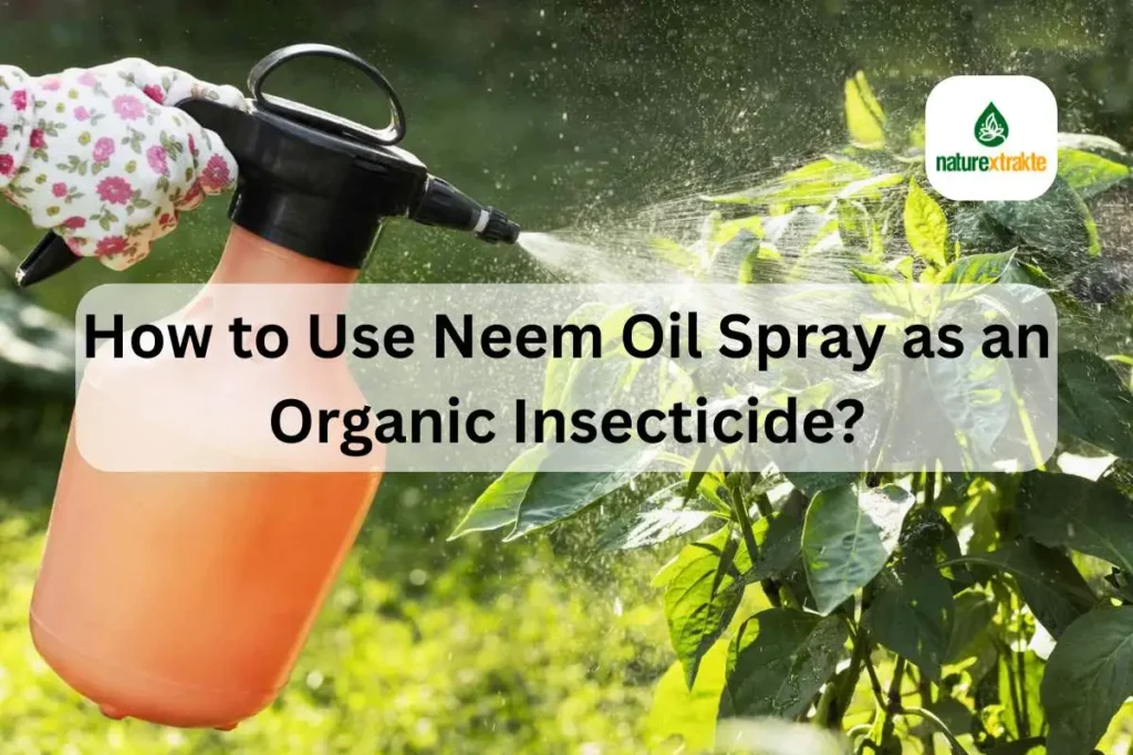 How to Use Neem Oil Spray as an Organic Insecticide?