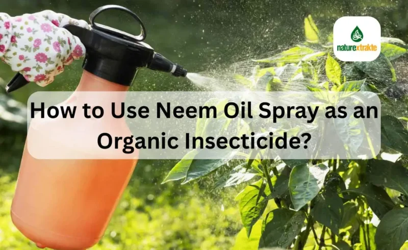 How to Use Neem Oil Spray as an Organic Insecticide