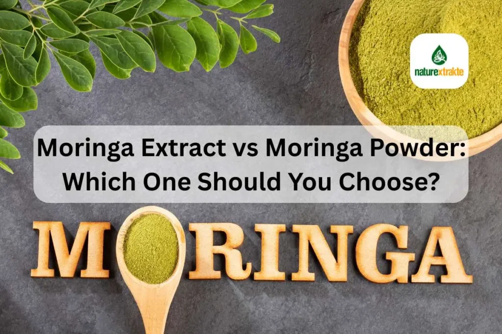 Moringa Extract vs Moringa Powder: Which One Should You Choose?