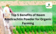 Top 5 Benefits of Neem Azadirachtin Powder for Organic Farming