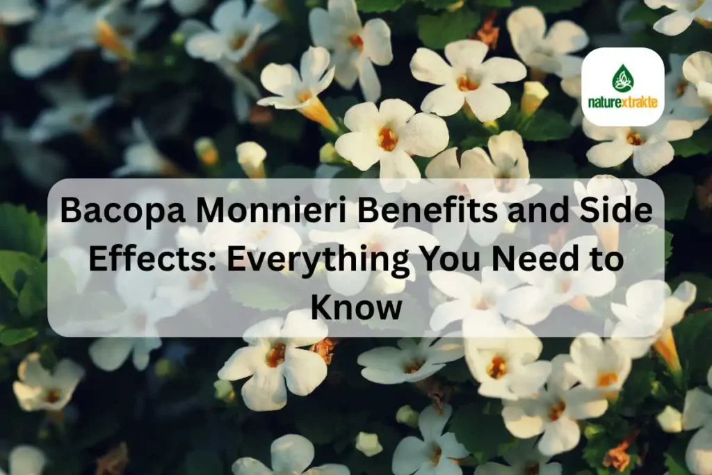 Bacopa Monnieri Benefits and Side Effects: Everything You Need to Know
