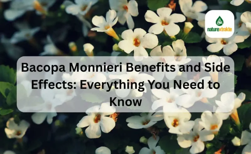 Bacopa Monnieri Benefits and Side Effects_ Everything You Need to Know
