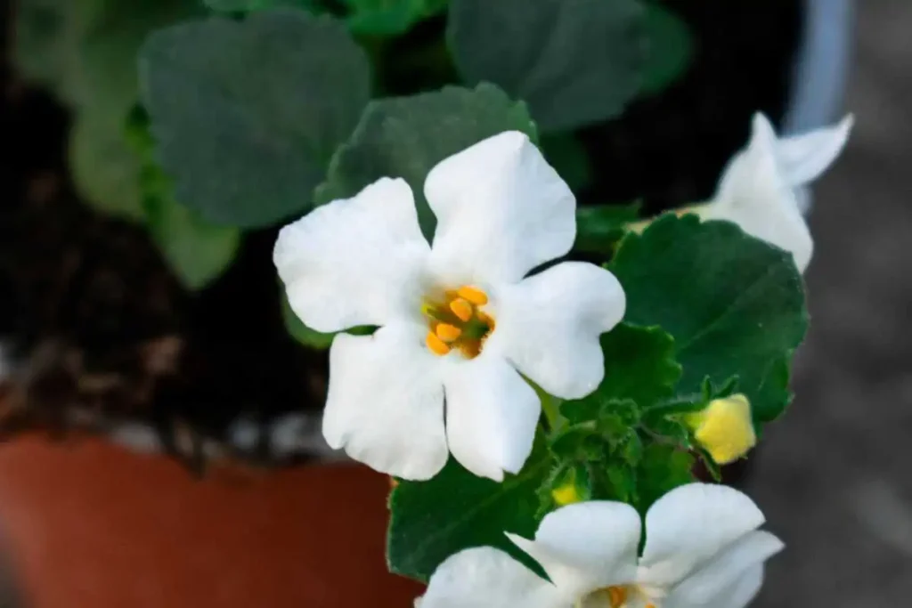 What Is Bacopa Monnieri